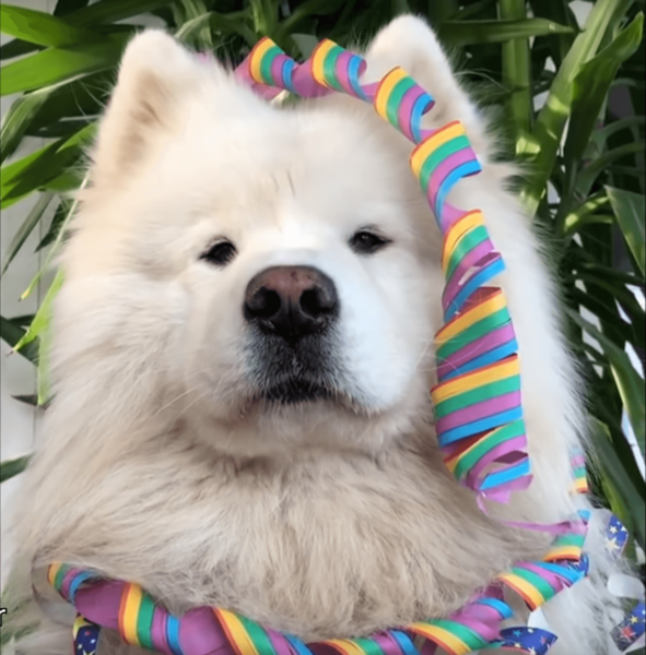File:Dog.png
